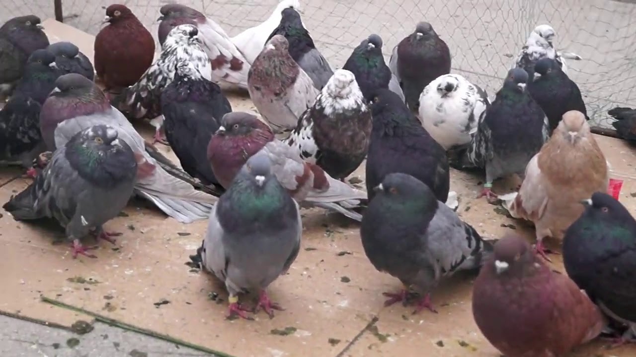 Большая ярмарка голубей. Тула. ч.2/ Pigeon in Russia#pigeon#голуби#ярмаркаголубей#голубеводство
