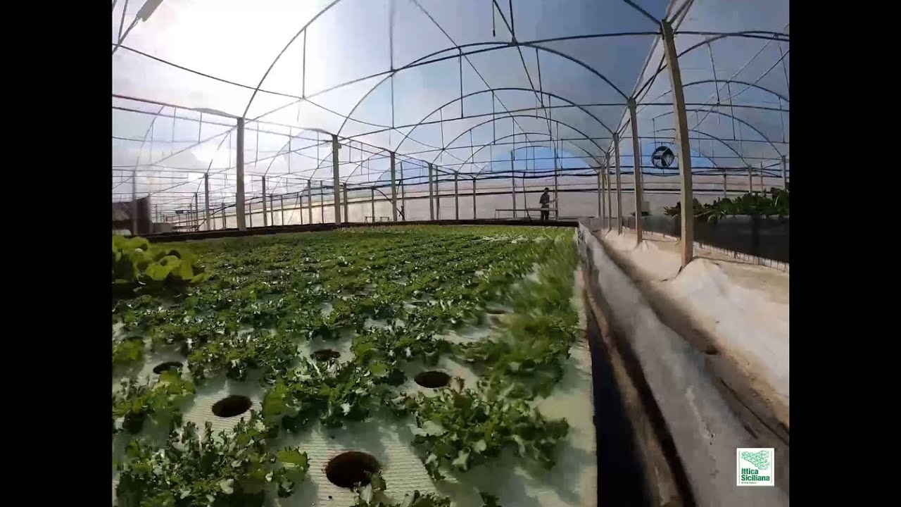 Pesce in acquaponica - il persico trota