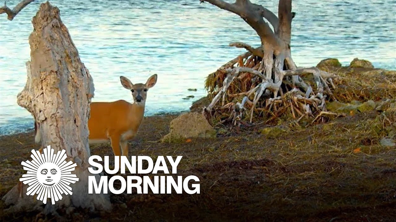 Nature: Key deer in Florida
