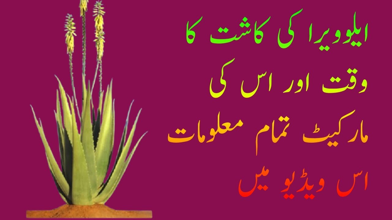 Aloevera farming latest video and marketing in Pakistan