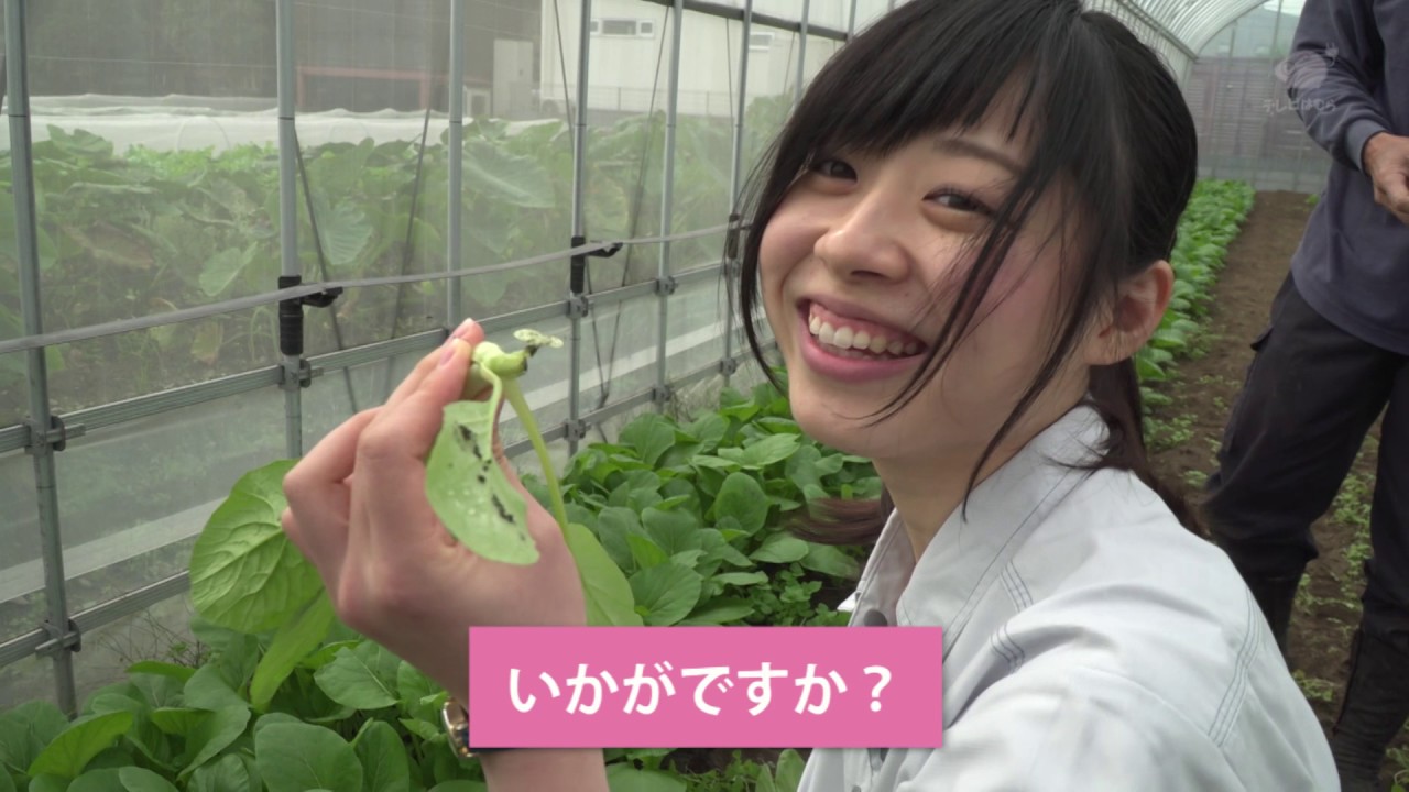 はむら農業の輪 ～加藤芳秋さんの小松菜～