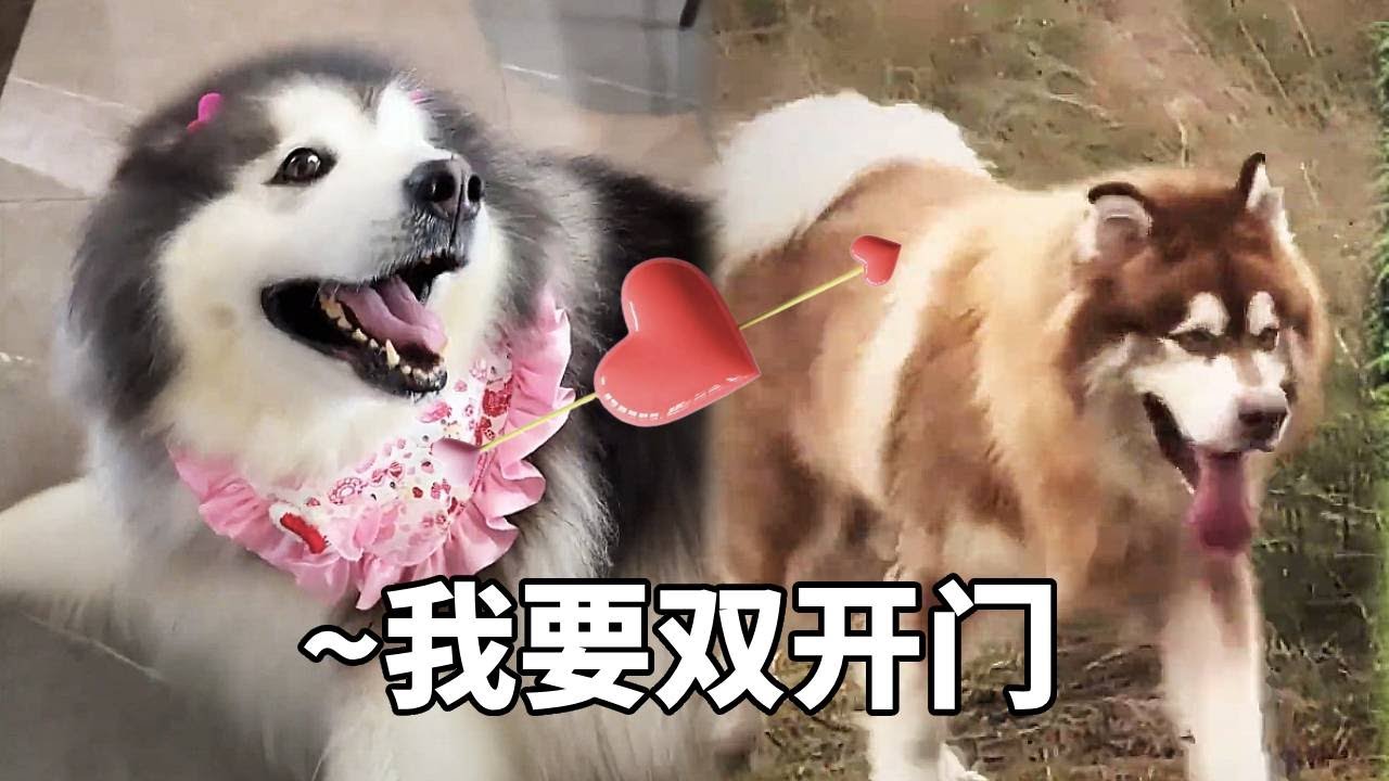 150 斤阿拉斯加相亲成功！十一妹妹恋爱脑上线，分开瞬间开始嘤嘤嘤！【疯铲姐妹】