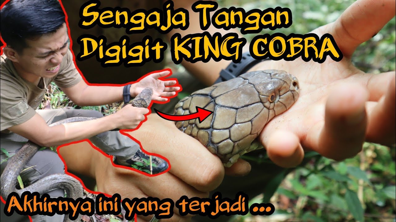 NEKAD SENGAJA TANGAN DIGIGIT KING COBRA! TANGAN SAMPAI DIKUNYAH! APAKAH ULAR MATI TIDAK BERBISA?