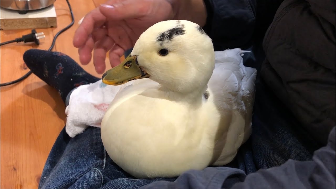 ブッチー最後の日々。お見舞いに来るモコピコ。（コールダック）