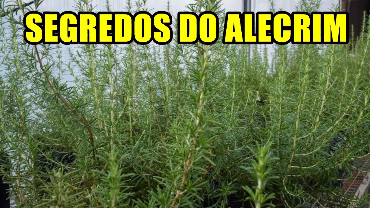 SEGREDOS DO ALECRIM e Dicas de Cultivo
