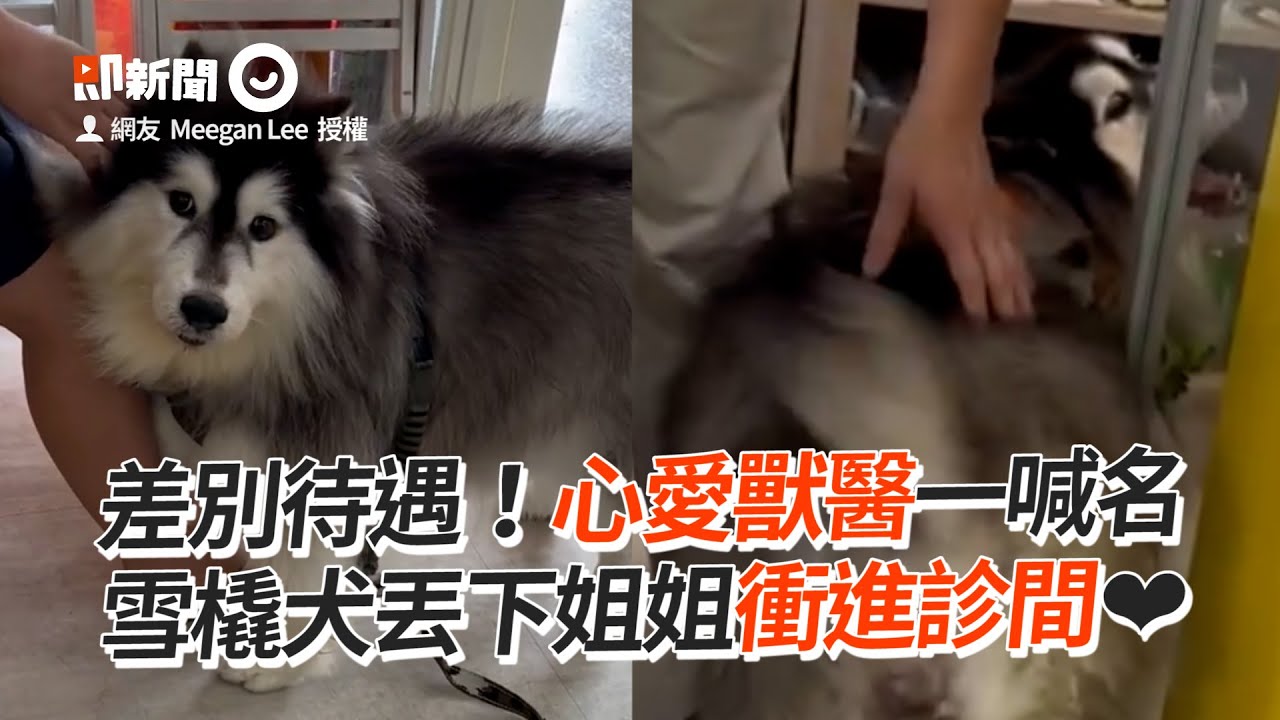 差別待遇！心愛獸醫一喊名　雪橇犬丟下姐姐衝進診間❤│寵物│狗狗│Pet│