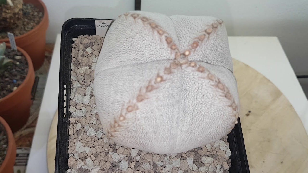 Astrophytum cultivares para principiantes. Onzuka - Rensei.