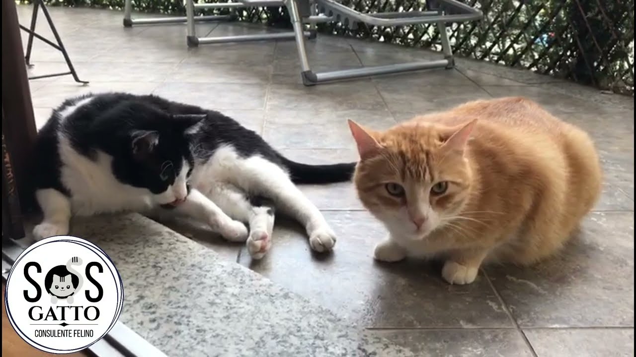 Video Testimonianza Joy e Bambù - SOS GATTO il 1° Consulente Felino Olistico in Italia