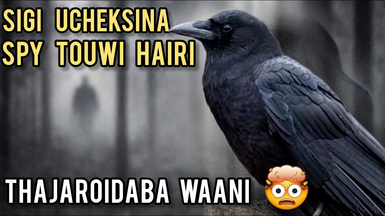 Sigi Ucheksina  Spy Touwi Hairi 🤯