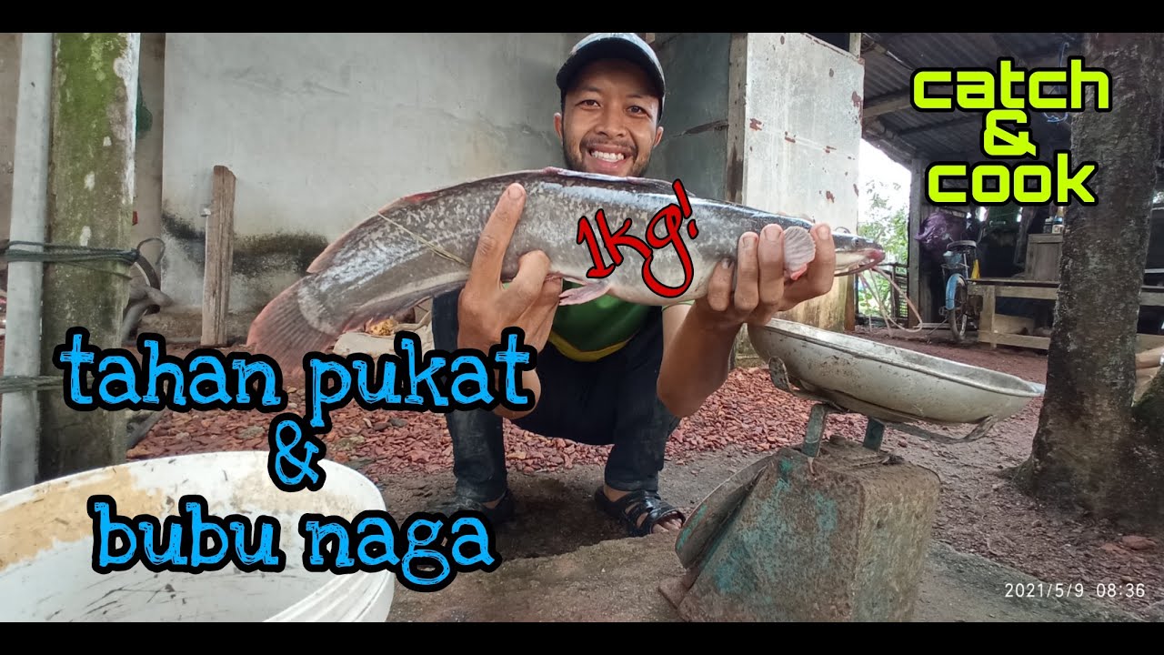 #EP176 Tahan Pukat dan Bubu Naga - keli afrika