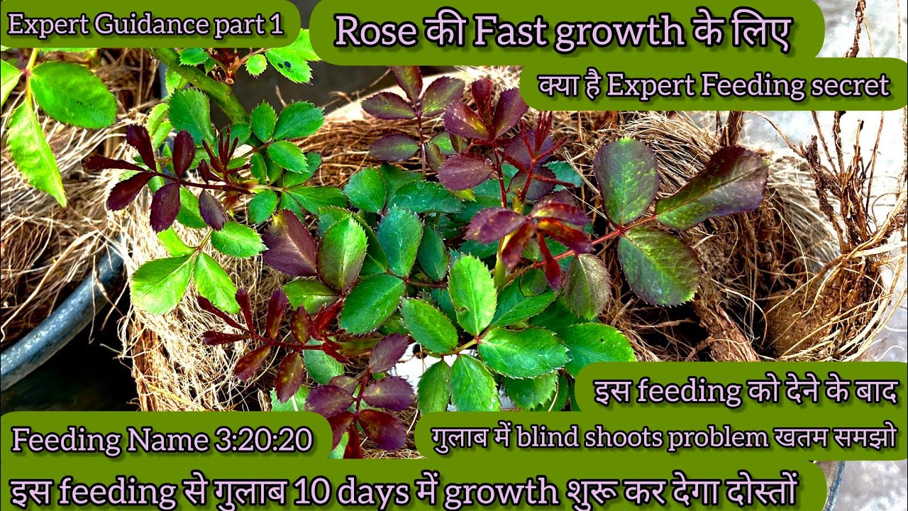 इस feeding (3:20:20 ) का use करते ही गुलाब🌹 बढ़ेगा दोगुनी तेजी से,🌿10 days में growth start 🌿