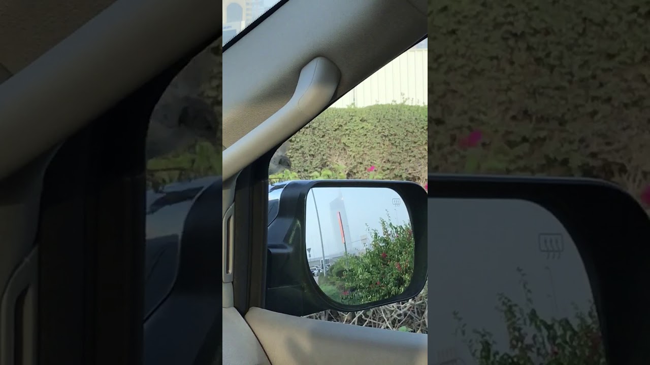 Bird&rsquo;s curiosity