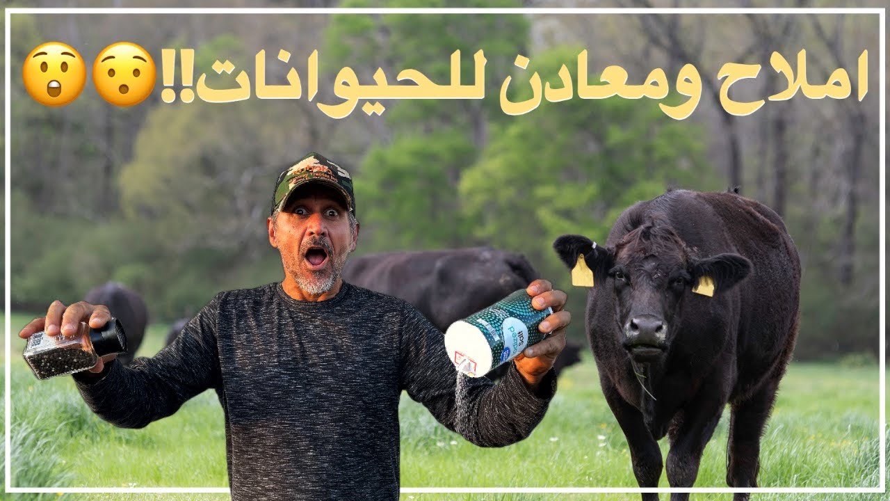 استقبال الابقار وفرحهم وانا جايب احلي هديه ملح ومعادن وفيتامينات