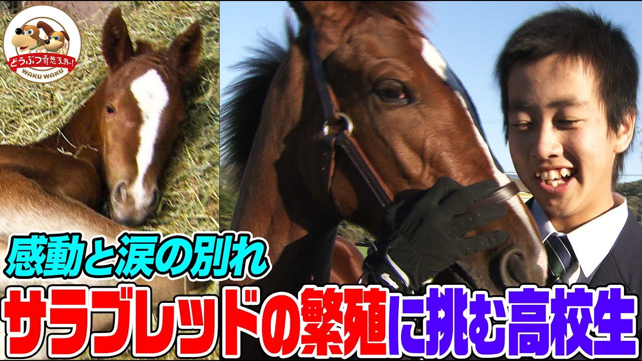 【競走馬にかける青春】「めんこいっス」サラブレッドの繁殖と育成に挑む高校生たち！感動の出産そして別れ（完全版）【どうぶつ奇想天外／WAKUWAKU】