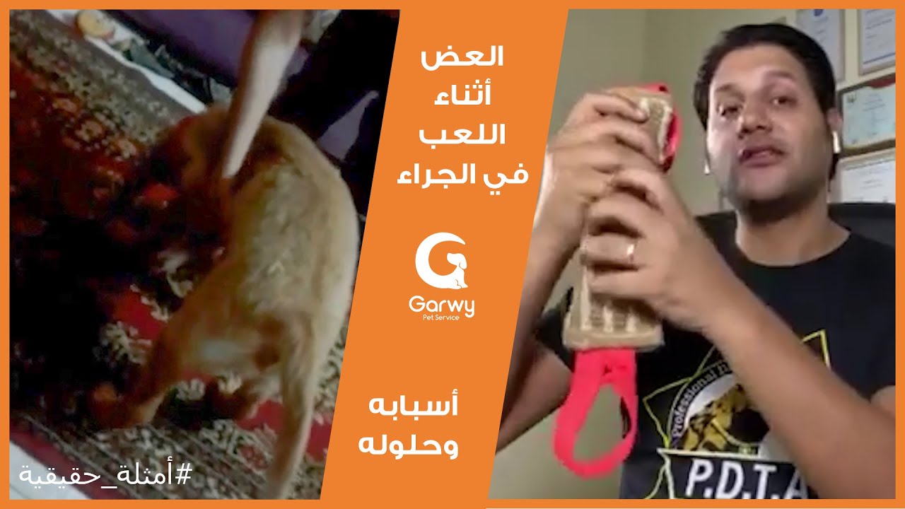جولدن ريتريفر بتعض صحابها ساعة اللعب - وصلة جروي