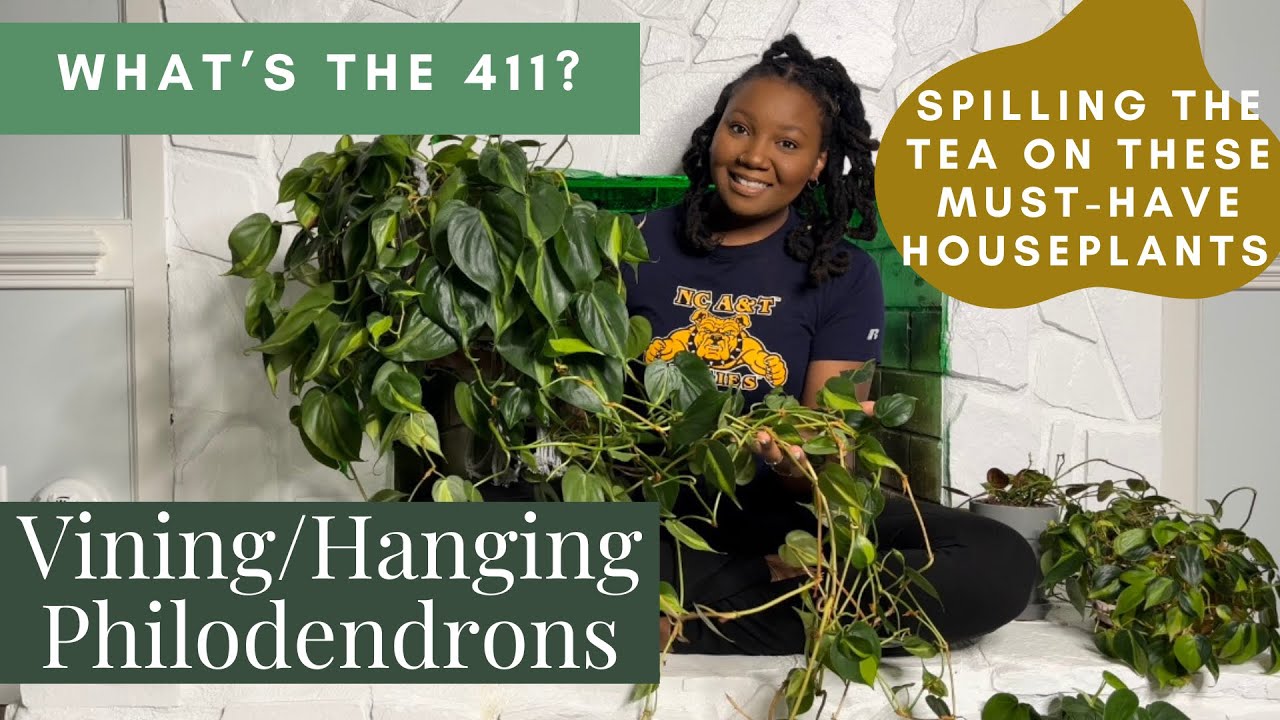All You Need to Know About Vining (Hanging) Philodendrons | Full Plant Care Guide | What’s the 411?