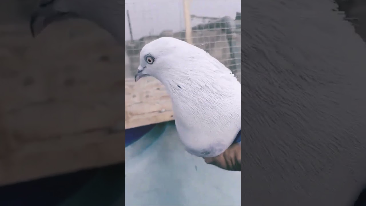 #pigeon #pakistankabootar #highflyerkabutar #worldbeautyfullpigeon