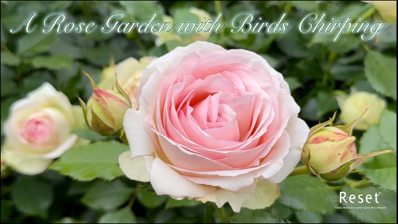 A Rose Garden with Birds Chirping/ Soothing Nature Sounds #ambient #mindfulness #roses