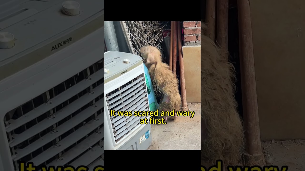 Rescued Dog&rsquo;s Heartbreaking Journey From Fear to Trust in 20 Days  Stray Dog Rescue Story