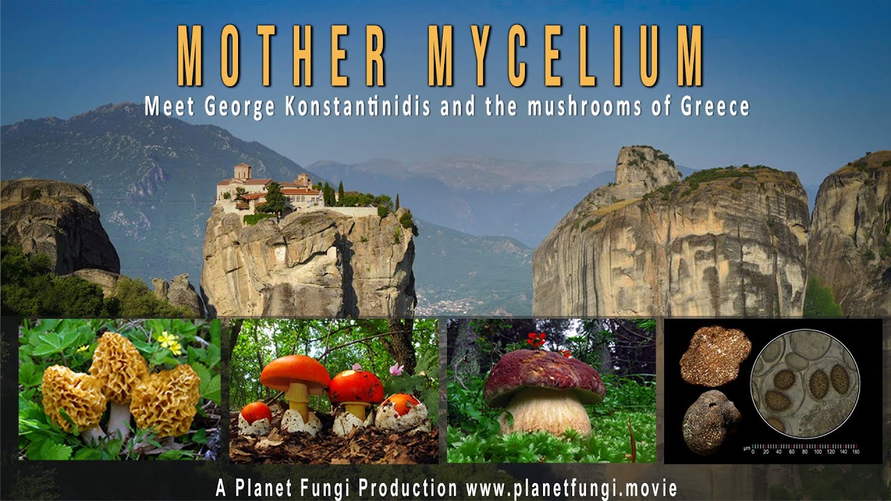 MOTHER MYCELIUM - The Mushrooms of Greece