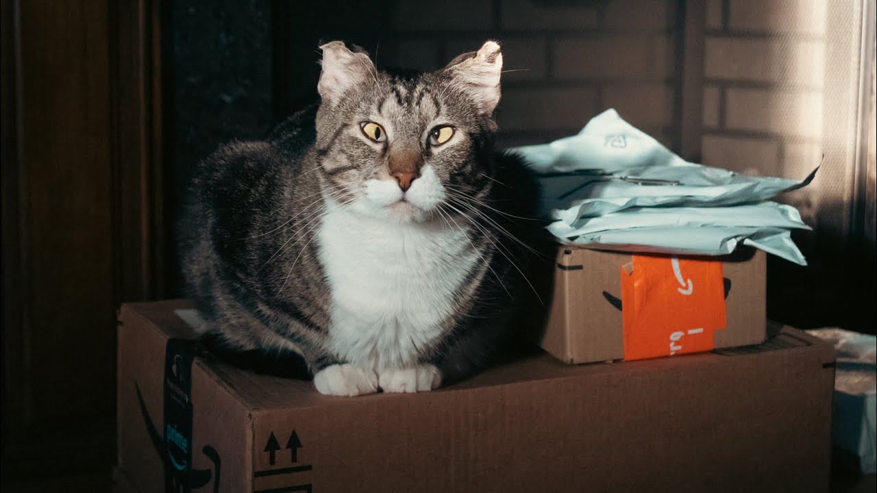 Christmas Came Early For The Cats!