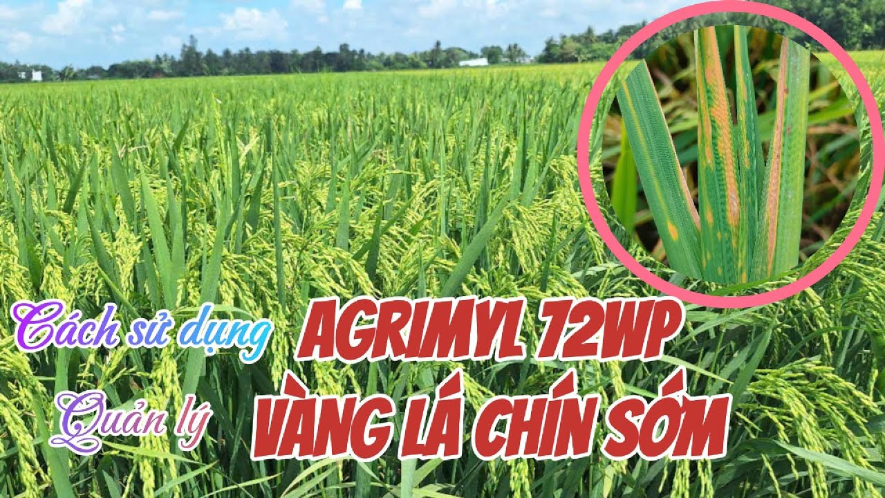 C&aacute;ch sử dụng Agrimyl 72WP để quản l&yacute; v&agrave;ng l&aacute; ch&iacute;n sớm tr&ecirc;n l&uacute;a | Hai L&uacute;a V&agrave;ng