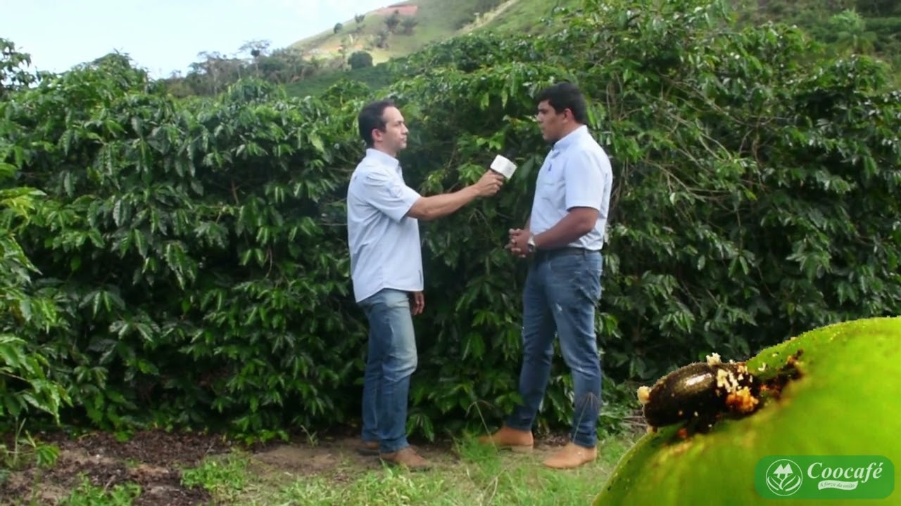 BROCA DO CAFÉ - O QUE FAZER?