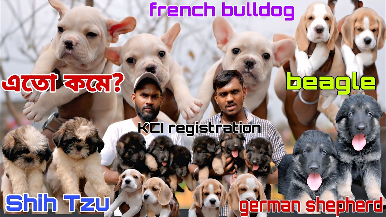 KCI French bulldog puppy!!KCI Beagle puppy ! Home breed puppy!! GSD puppy !! Dog market in Kolkata