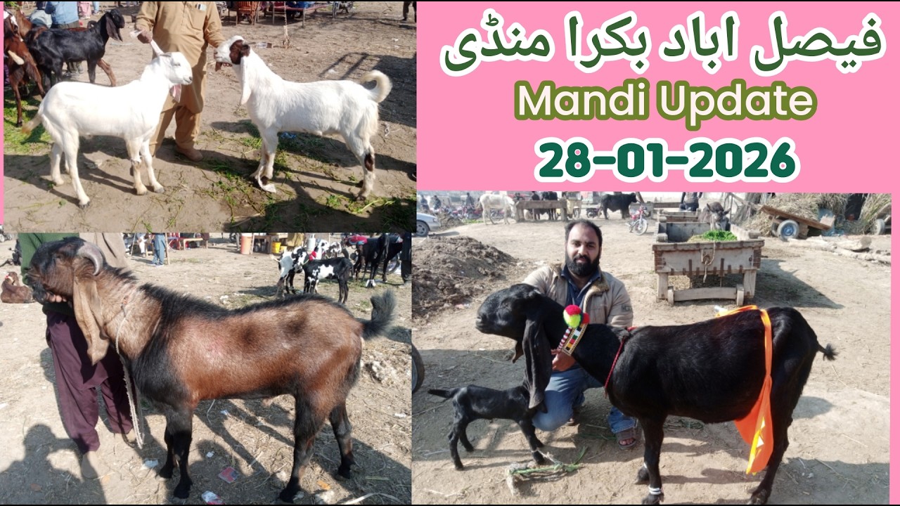 Faisalabad Bakra Mandi New Update • 28-01-2026 • | Goat Farming In Pakistan |