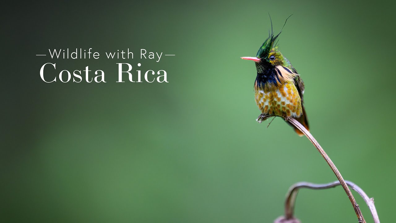 Wildlife with Ray - Costa Rica