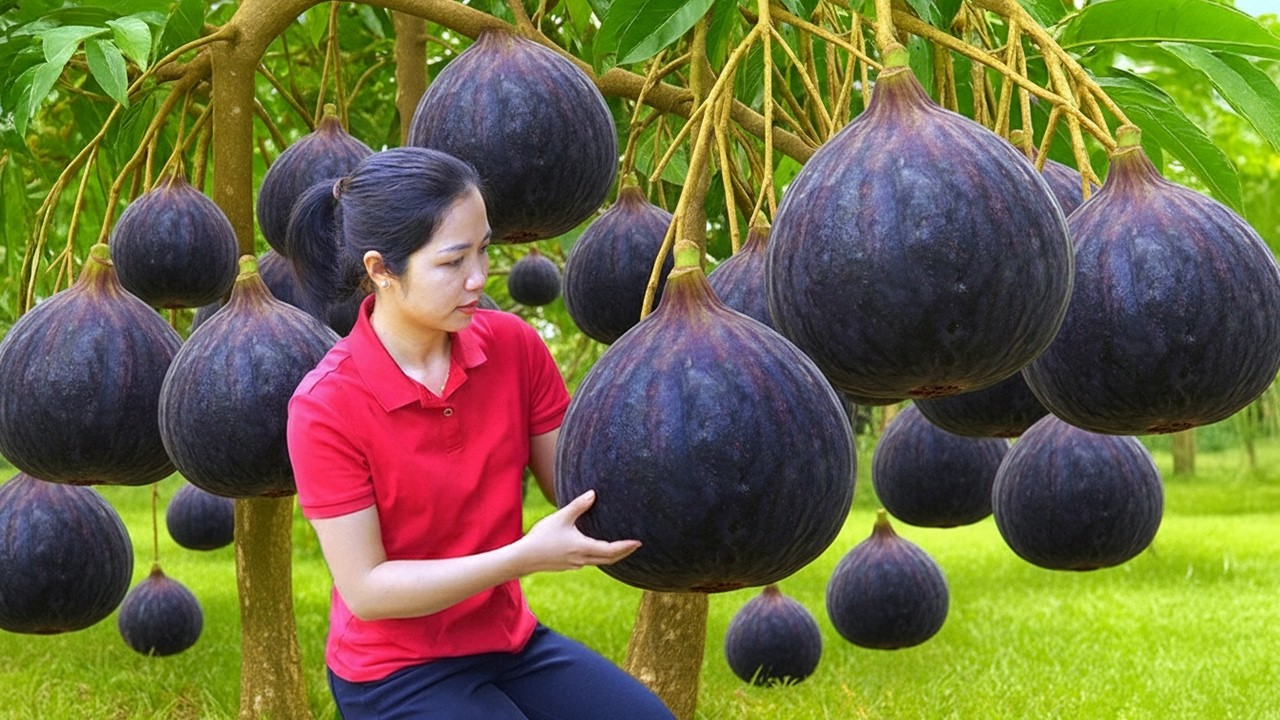 TIMELAPSE - Harvesting 1000+kg American FIG on The Forest Goes To Market Sell | Farm Life