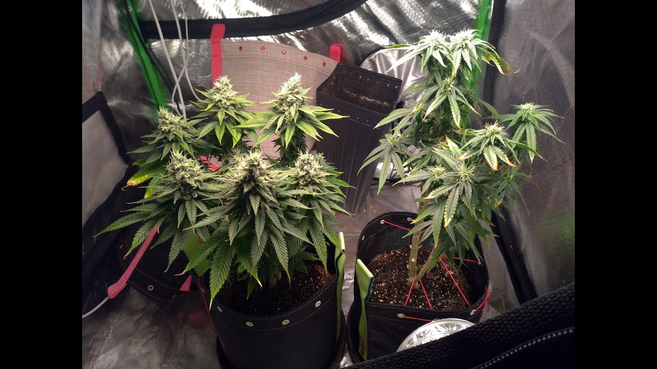 13 Semanas - pH da &aacute;gua da rega descalibrado + overfert