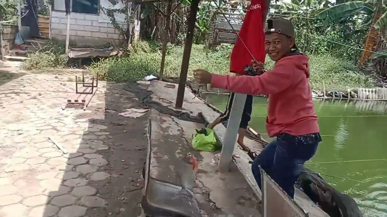 RACIKAN BAWAL JITU GALATAMA HARIAN, MEDIA CACING. (LEMAK KUDA) 