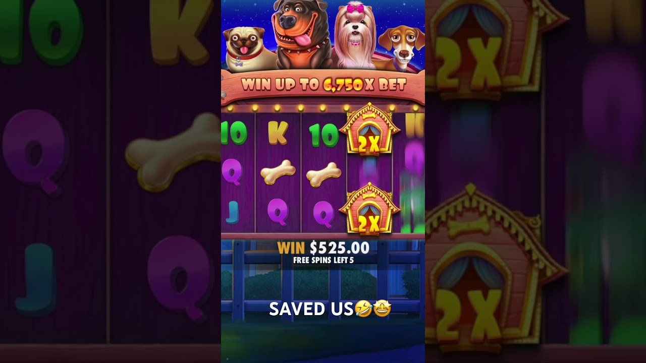 $100 SPIN BONUS 🤩DOG HOUSE #jackpot #bigwin #massivewin #casino #slots #hugewin #gaming #doghouse