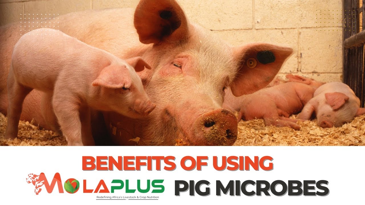 The Benefits Of Using MolaPlus Pig Microbes On Your Pig Farm