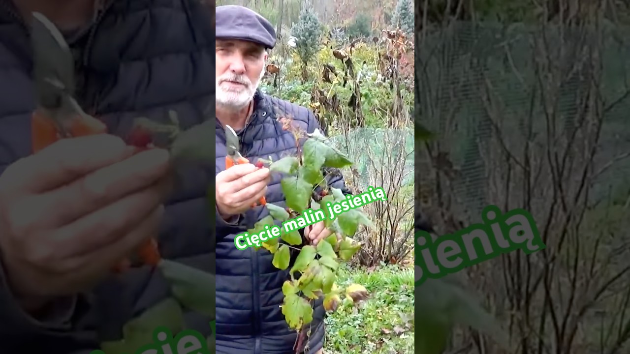 Zapamiętaj tą jedną gł&oacute;wną zasadę odnośnie cięcia malin☝️zetnij pędy, kt&oacute;re owocowały do ziemi