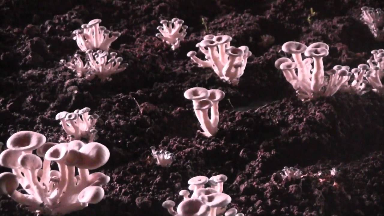 C&F Agrobusiness Ltd(Mushroom Farming) on Rise and Shine Rwanda