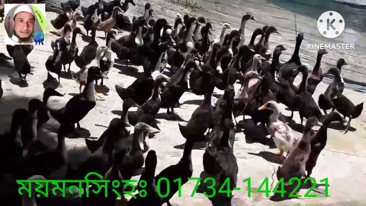 black hole  duck Hai Chari ব্ল্যাকহোল হাঁসের হ্যাচারি; 01734-144221