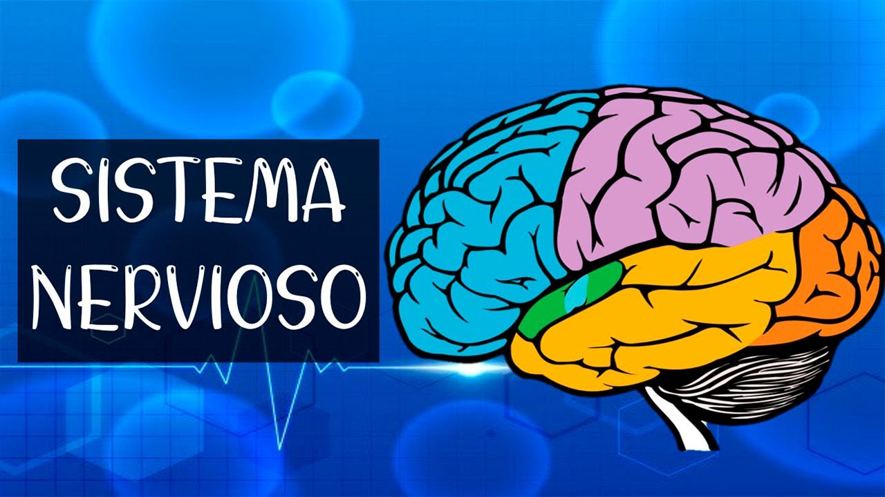Sistema nervioso, sistema nervioso central y periférico, nervio y neurona explicado de forma fácil