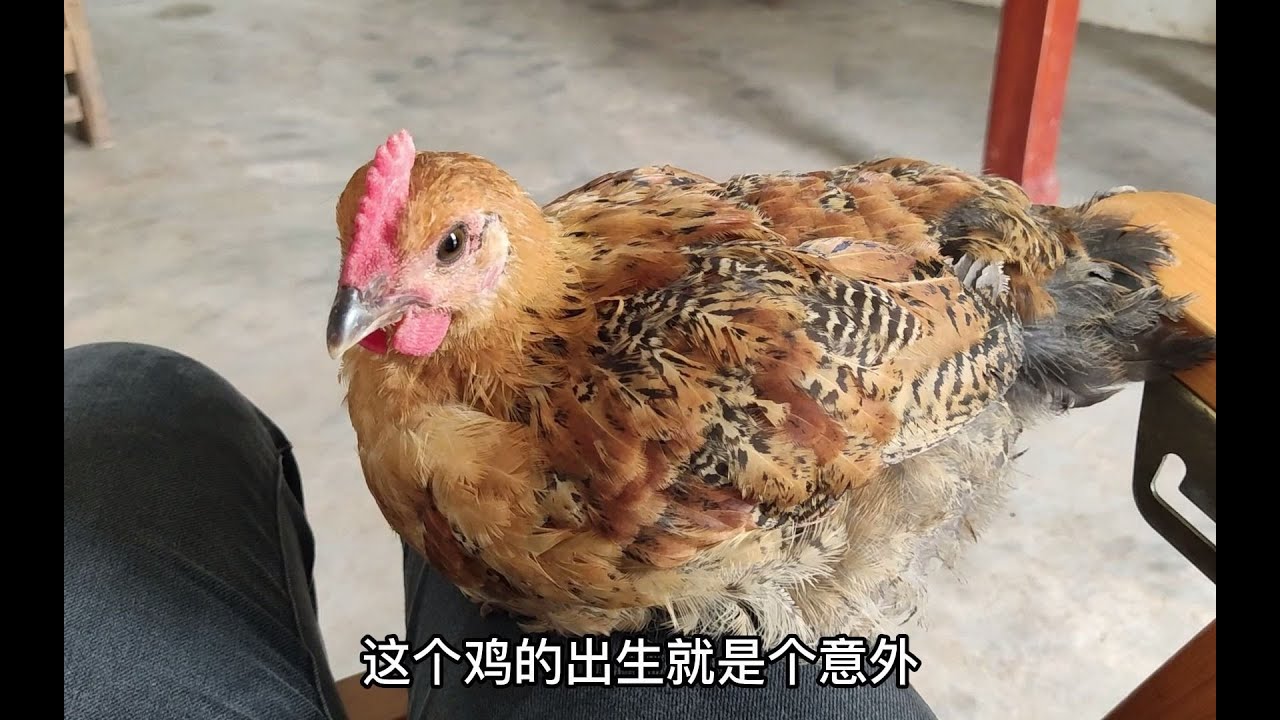 一只有灵性的鸡