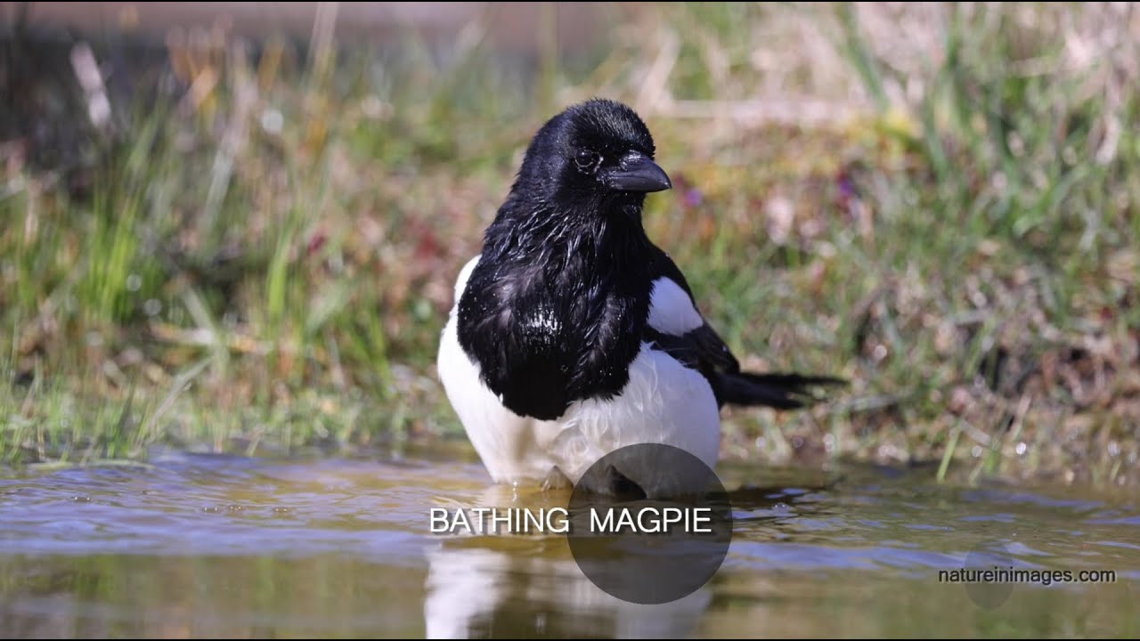 Bathing magpie - Badende Elster