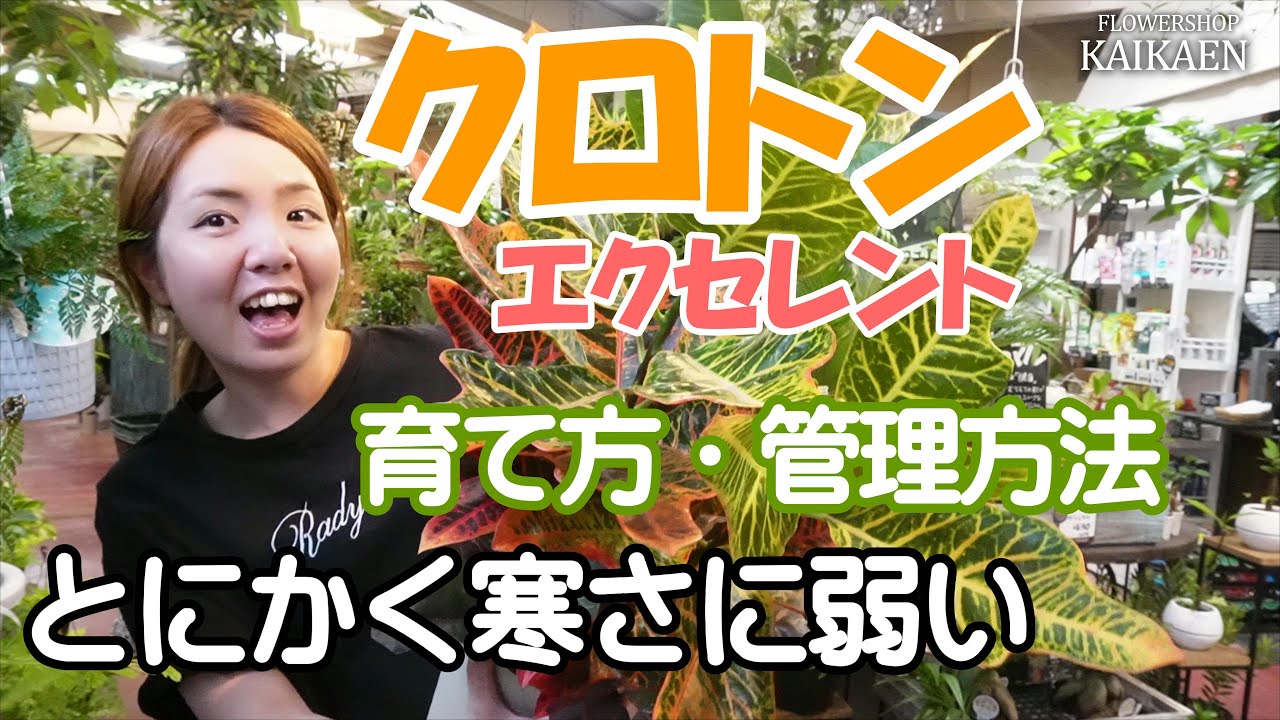 クロトン　育て方　管理方法　寒さに弱い　観葉植物　室内の明るい所【おうちでガーデニング】開花園チャンネル
