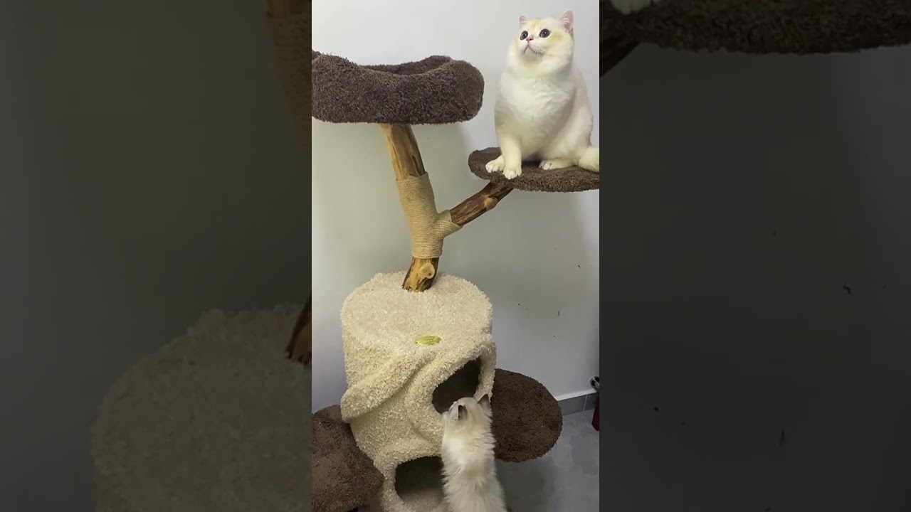 Treehouse Cat Tree for Multiple Cats Climbing Condo💗 #cat#cattree #catlover