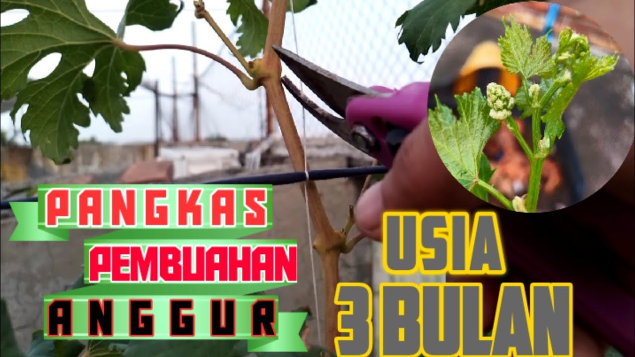 Pangkas pembuahan pertama anggur ninel usia 3 bulan