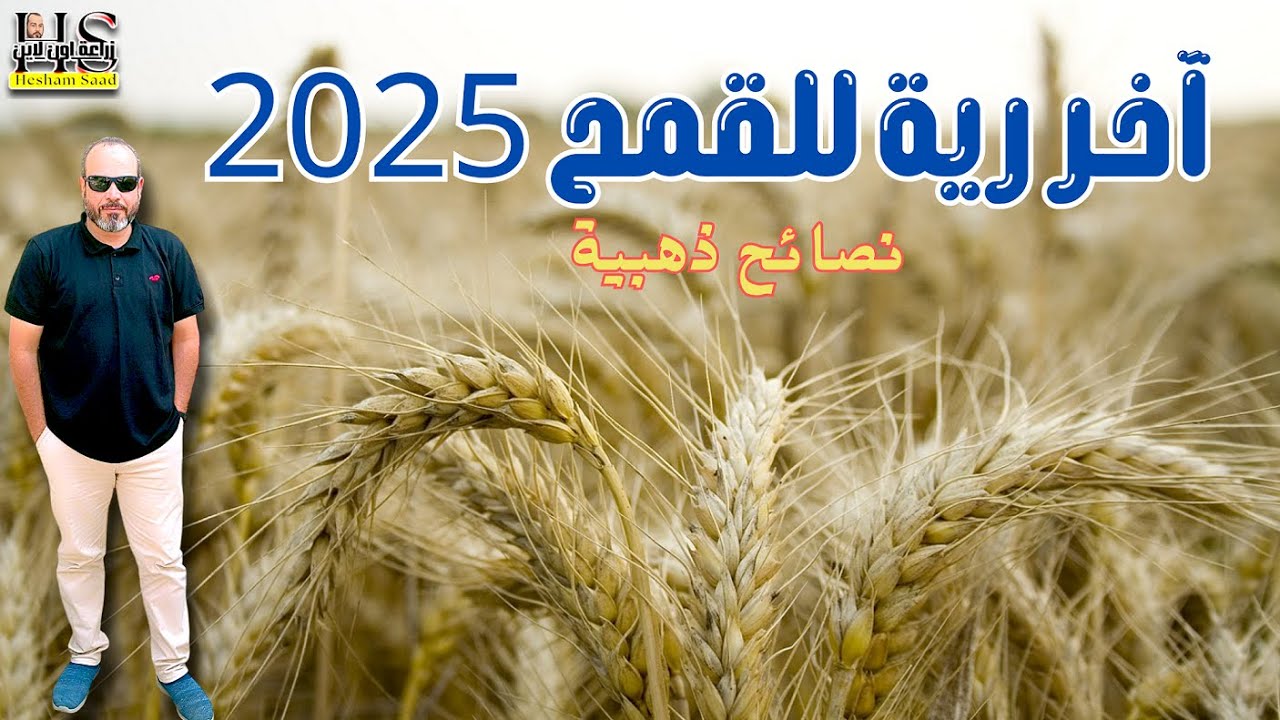 آخر رية للقمح 2025: متى توقف الري لأفضل إنتاجية وجودة؟ | نصائح زراعية
