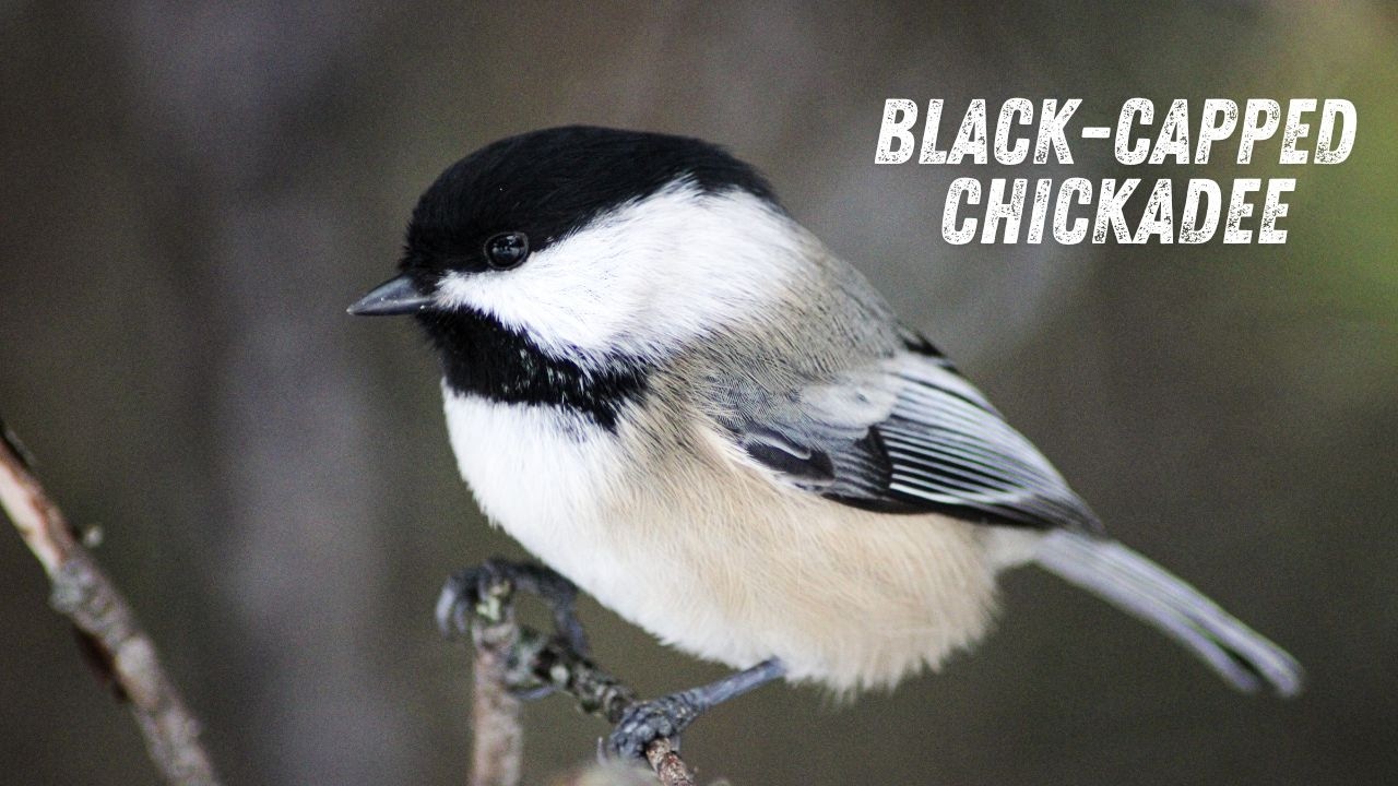 Black Capped Chickadee Call &ndash; Real Bird Sound & Song in Nature