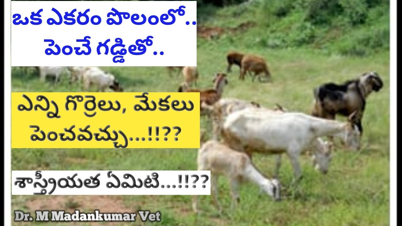 ఎకరా పచ్చిగడ్డితో ఎన్ని గొర్రెలు, మేకలు | Sheep or Goats on Acre Fodder Telugu | Dr. Madankumar Vet