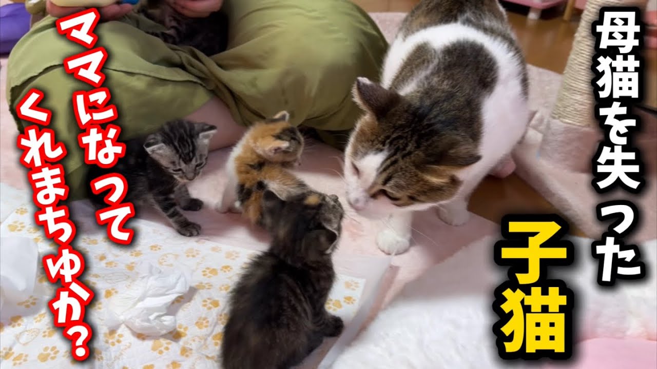 ママ猫を失った子猫を全く関係ない母猫に預けてみたら&hellip;