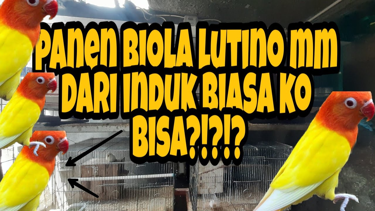 CETAK BIOLA LUTINO MM PAKE INDUK BIASA KO BISA ⁉️ ⁉️BEGINI CARANYA❗❗