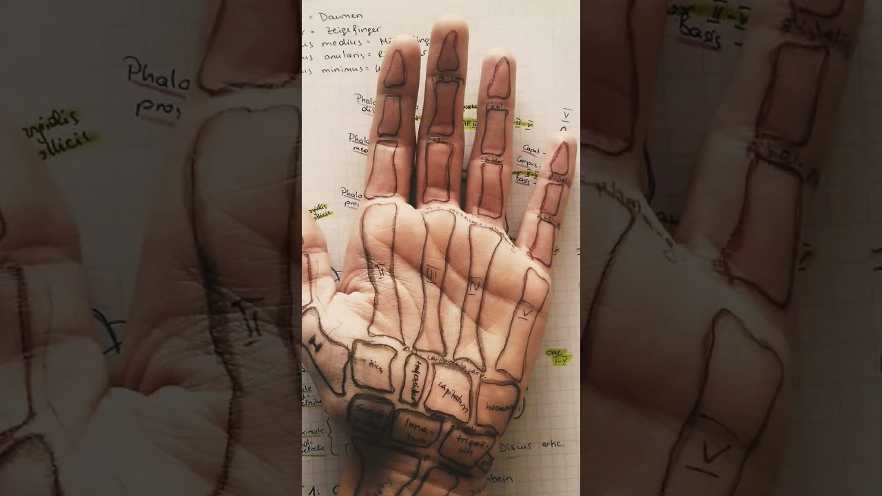 😱Hand Bones #shorts #handanatomy